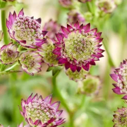 Astrantia Major Moulin Rouge (Zeeuws Knoopje) 9 Cm Pot