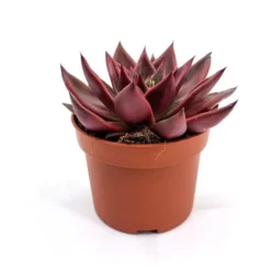 Echeveria Antaris 10.5 Cm Pot