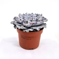 Echeveria Crispy Beauty 10.5 Cm Pot