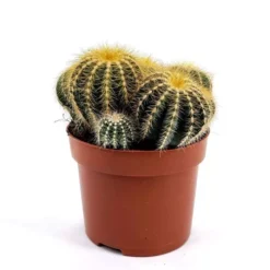 Notocactus Magnificus 12 Cm Pot