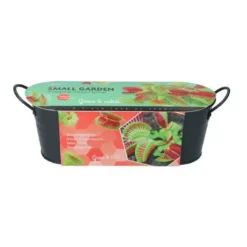 Zaaiset Venus Vliegenval