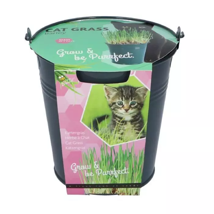 Zaaiset Kattengras Emmer 1 Zaaiset Kattengras Emmer