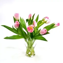 Tulp Fosteriana Gemengd