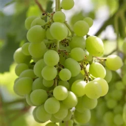 Druif Vitis Vinifera Witte Van Der Laan