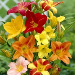 Hemerocallis, Daglelies Tuin