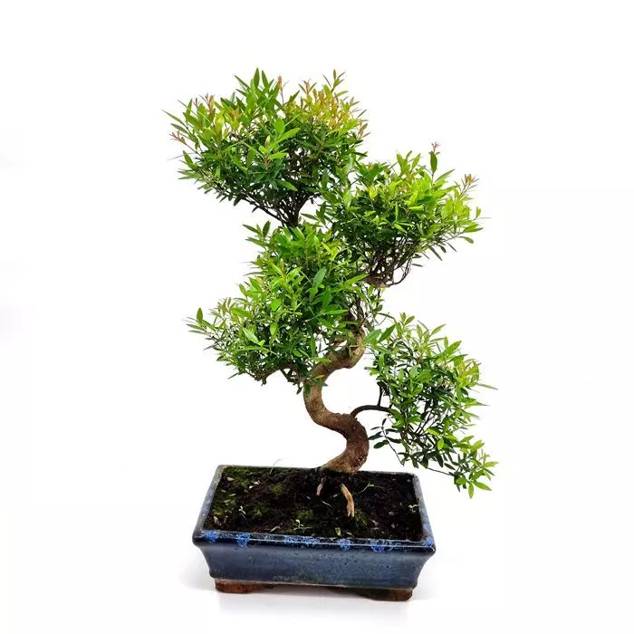Bonsai Suzygium 25 Cm S 1 Bonsai Suzygium 25 Cm S