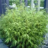 Fargesia Rufa Bamboo