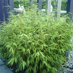 Fargesia Rufa Bamboo