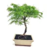 Bonsai Pseudolarix