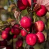 Malus Transistoria Appletini 13 Cm Pot