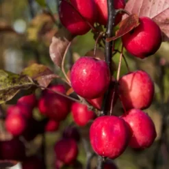 Malus Transistoria Appletini 13 Cm Pot