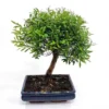Bonsai Suzygium 25 Cm Broom