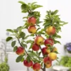 Apple Malus Elstar 15 Cm Pot