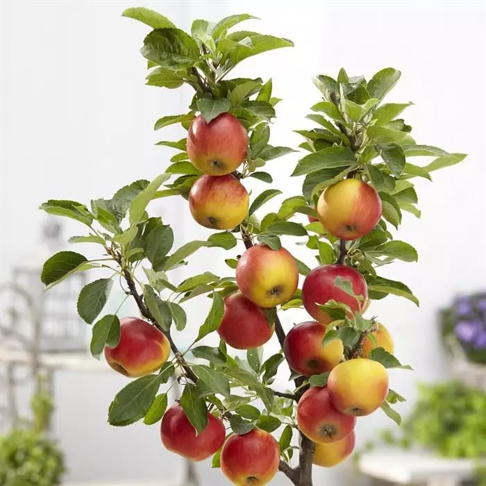 Apple Malus Elstar 15 Cm Pot 1 Apple Malus Elstar 15 Cm Pot
