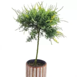 Standard Genista Bloeming Dreams Tree 17 Cm Pot