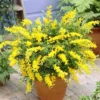 Genista Spachiana 15 Cm Pot