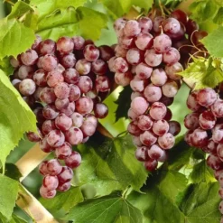 Vitis Vinifera Suffolk Red 120 Cm