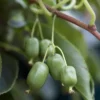 Kiwi - Actinidia Arguta Super Issai 120 Cm