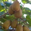 Kiwi - Actinidia Deliciosa Matua 120 Cm