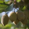 Kiwi - Actinidia Deliciosa Solissimo 120 Cm