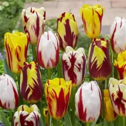 Tulpen Triumph Mix X 50