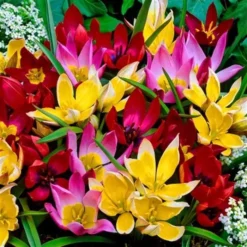 Botanische Tulpen Mix