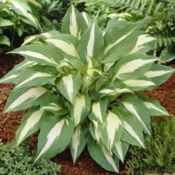 Hosta First Night Before Christmas 13 Cm