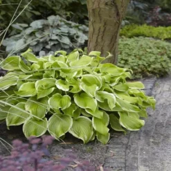 Hosta Frozen Margarita 13 Cm