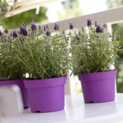 Lavender Stoechas Little Bee Purple 17 Cm Pot