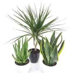 Luchtzuiverende Plant Collectie Dracaena