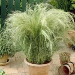 Stipa Tenuissima Ponytails 17 Cm