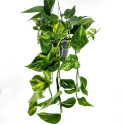 Epipremnum Pinnatum Hang Basket 15 Cm