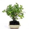 Bonsai Sageretia 12 Cm Pot