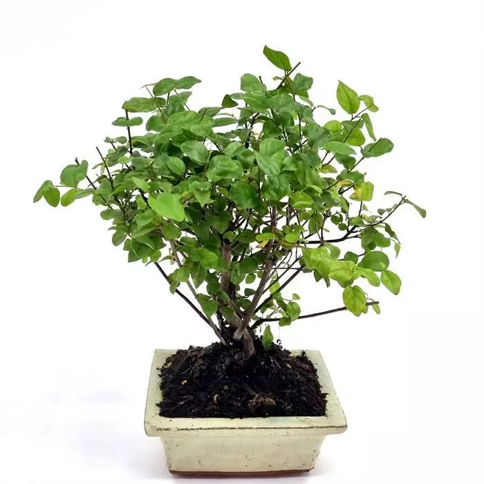 Bonsai Sageretia 12 Cm Pot 1 Bonsai Sageretia 12 Cm Pot