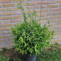 Fargesia Nitida Black Pearl 23 Cm Pot