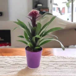 Bromelia Francesca 12 Cm