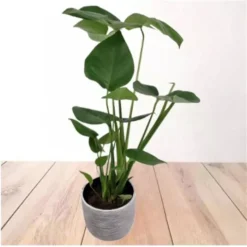 Monstera Deliciosa