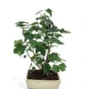 Bonsai Liquidambar 20 Cm Pot