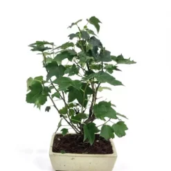 Bonsai Liquidambar 20 Cm Pot
