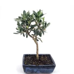 Bonsai Olive 20 Cm Pot