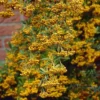 Pyracantha Coccinea Golden Charmer 19 Cm