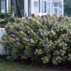 Hebe Andersonii Variegata 14 Cm Pot