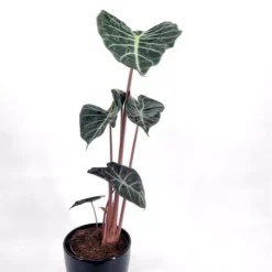 Alocasia Pink Dragon P17