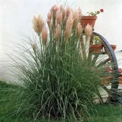 Cortaderia Selloana Rosea 22 Cm Pot