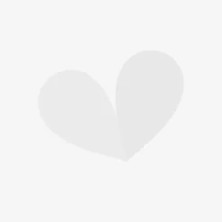 Bamboo Fargesia Robusta Pingwu