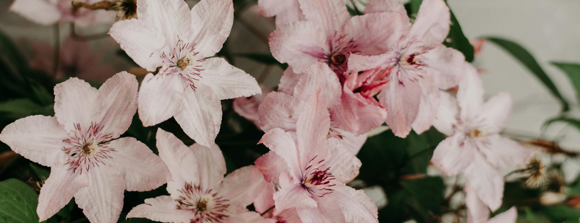 Tuinplanten -Tuinplanten pexels iriser 1353499