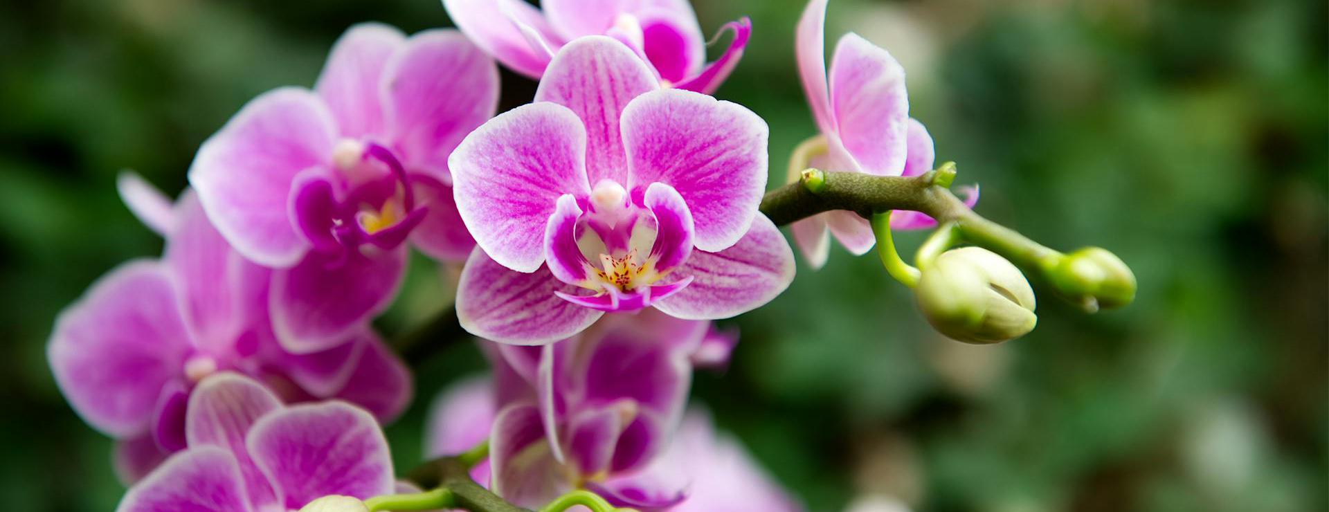 Tuinplanten -Tuinplanten pexels rodolphe asensi 1884149264 30755474